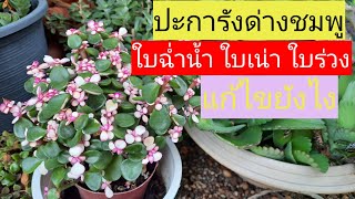 ปะการังด่างชมพู ใบฉ่ำน้ำ ใบเน่า ใบร่วง สาเหตุและการแก้ไข [upl. by Virgina344]