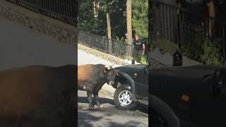 bull smashes car [upl. by Pry]