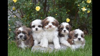 shih poo puppies for sale in lewisburg pa [upl. by Aivizt]