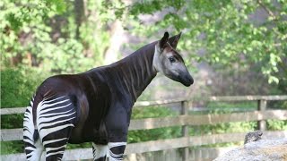 Amazing Facts About The Okapi [upl. by Rog]