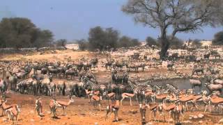 Namibia safari highlights Skeleton Coast Namib Naukluft and Etosha National park [upl. by Ewer]