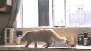 Cat behavior problem solution the ssscat [upl. by Kciderf]