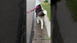 Niko Walking In Water💧🐺 adventurewithniko husky dog water asmr [upl. by Leohcin]