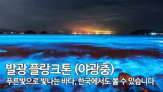 4K 밤바다가 푸른 빛으로 빛나는 모습을 보신 적 있으신가요  야광충  발광플랑크톤 [upl. by Vail]