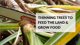 Thinning Trees to Feed the Land amp Grow Food [upl. by Hsetirp]