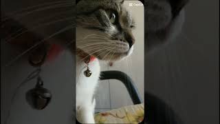 Dualar eder insan likesharesubscribe cat catlover funny cute cutecat kedi memes [upl. by Fleurette]