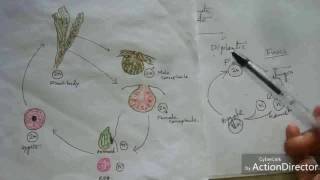 Algae Life cycle pattern [upl. by Stier]