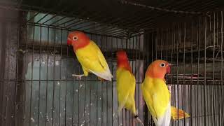 Lutino opaline Lovebird [upl. by Onida581]