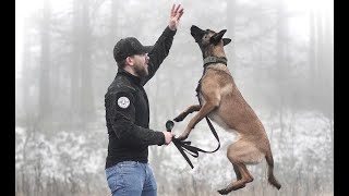 THE BELGIAN MALINOIS  HOW TO TRAIN YOUR PUPPY [upl. by Kelwunn]