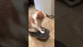 Cats playing skateboarding🤣🥰funnyvideo funnymoments fypツ cat cats funnycat foryoupage❤️❤️ [upl. by Esej]