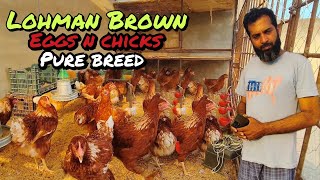 Lohman Brown eggs chicks and hen all detailed video lohmanbrown chicks lahore pakistan india [upl. by Dareen]