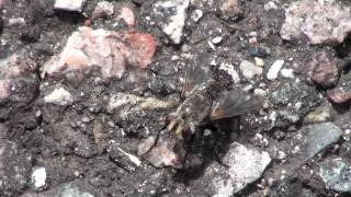 Tachinid Fly Tachinidae on Pavement [upl. by Lorou]