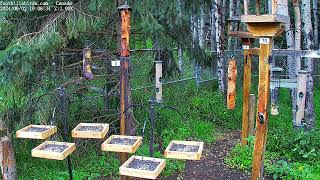 20240902  Foothills Birds  PTZ Live Stream Bird Feeder Cam 65 Species [upl. by Laehplar]