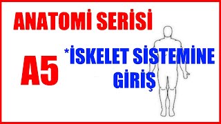 İskelete Giriş A5 Anatomi Serisi Genel Kemik Bilgisi [upl. by Yonita358]