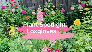 Plant Spotlight Foxgloves 🌿  A cottage garden favorite 🌿 [upl. by Fidele]