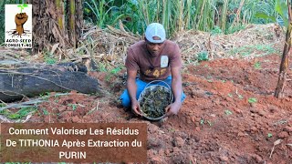 Voici Comment Valoriser Efficacement Les Résidus De TITHONIA Après Extraction du PURIN [upl. by Bab617]