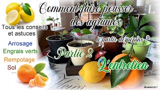 Entretien des citronniers et agrumes en pot en intérieur  soins arrosageLemon tree care advices [upl. by Telford]