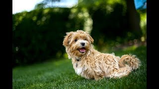 Maltipoo Facts  Puppies and Full Grown Dogs [upl. by Puna714]