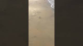 Walking Sanderling Bird at the Shore [upl. by Ronoc]