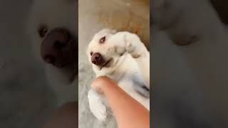 My darling Snoofy cutiee doglovers viswasam youtubeshorts ❤️ [upl. by Kroy]