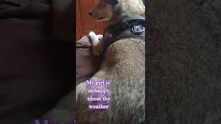 It pooring down outside and Tara dont like it dog shorts shortvideo [upl. by Riana]