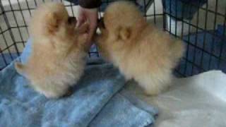 8 week old Pomeranian puppies [upl. by Yorled95]