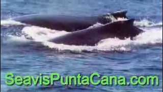 Whale Watching in Punta Cana [upl. by Trutko]