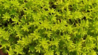 how to grow plant amp care for SEDUM JAPONICUM  Tokyo sun  lime yellow sedum  plant [upl. by Mihcaoj]