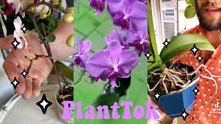 Planttok 🌸 Orchid 101🐞TikTok Compilation [upl. by Marx]