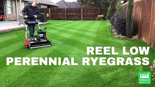 Reel Low Perennial Ryegrass  November 2017 [upl. by Hitoshi247]