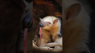 Anteater The Fastest Tongue in the Animal World 🔥🐜 shorts insecteater wildlife animalfacts [upl. by Ahsina347]