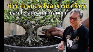 Bonsai Station Tour Station EP22 ทัวร์สวนอาจารย์ ศรีพร [upl. by Ehsom]