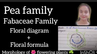 Fabaceae Family Pea 🫛 family full topic explained [upl. by Inafetse]