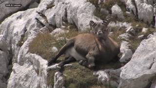 ALPSKI KOZOROG SEPTEMBER Capra ibex Triglavski narodni park [upl. by Niliac]