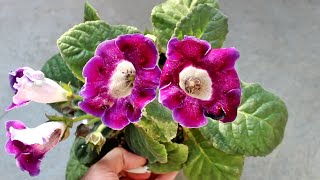 How to Plant Grow amp Care for GLOXINIA  Indoor or Outdoor Start to Finish [upl. by Spiegleman]