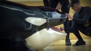 Dramatische Nachrichten aus dem Loro Parque Orca Keto in Lebensgefahr [upl. by Petrick]