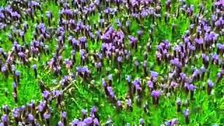 Lavandula stoechas Otto Quast  Spanish Lavender [upl. by Tanney901]