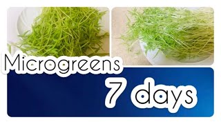 Microgreens after 7 days 😃😃cross100 subscribers thank you 😊 [upl. by Norse]