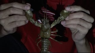 Catching huge crayfish crawfish in the northwest [upl. by Tullus]