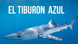 LA TINTORERA EL TIBURON AZUL 🦈 [upl. by Nayve373]