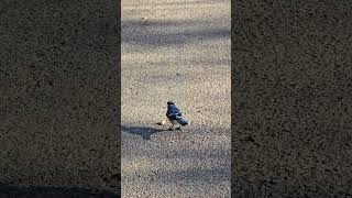 Blue jay gets peanuts at last short bluejay birdwatching [upl. by Batory]