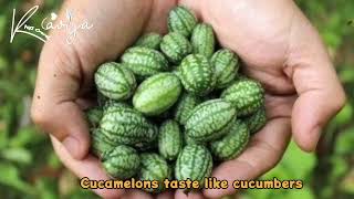 How to grow cucamelons [upl. by Placidia]