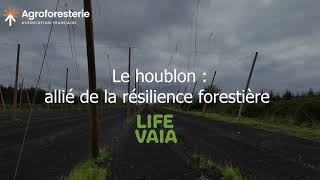 Le houblon  allié de la résilience forestière  Des nouvelles du projet Life VAIA [upl. by Airetal]