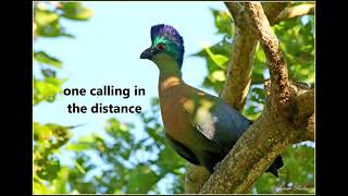 Purplecrested Turaco calls [upl. by Joshia]