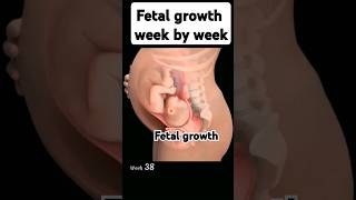 Fetus development week by week ❤️🫄🏻fetalgrowth medicalstudent pregnancy ytshorts viralshorts [upl. by Stralka]