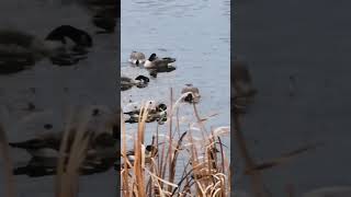 Canada goose enjoy together at the pond 🦆🇨🇦 [upl. by Asenaj]