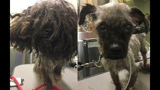 Makeovers For New York’s Stray Dogs [upl. by Kirschner730]