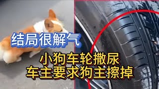 狗尿到轮胎上，女主人全程一副无所谓的态度，车主被激怒砸狗泄愤 [upl. by Steady73]