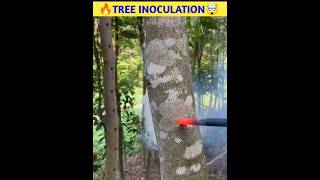 🔥Tree Inoculation🤯shorts viral [upl. by Enorej665]