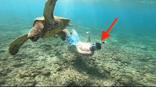 Diving with Sea Turtles in Hawaii  ZIPOUTE Full Face Snorkel Mask [upl. by Dahaf]